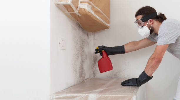 Professional Basement Mold Removal technician working in Allendale, MI