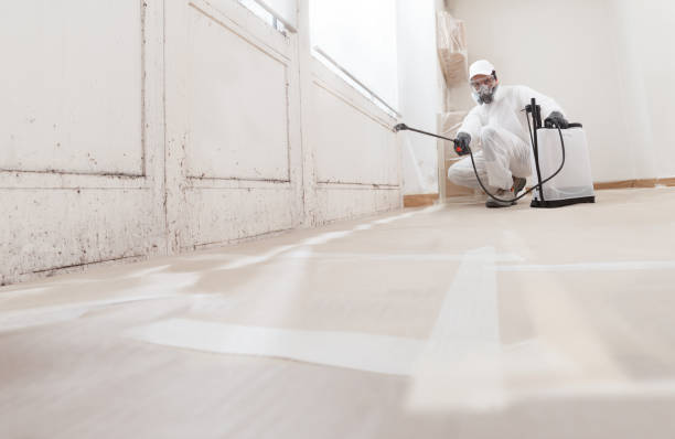 24/7 Emergency Basement Mold Removal experts in Allendale, MI