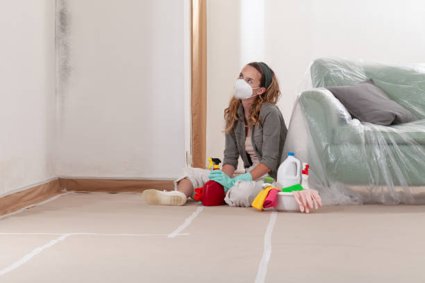 Reliable Basement Mold Removal contractor in Allendale, MI by Cheap Mold Removal