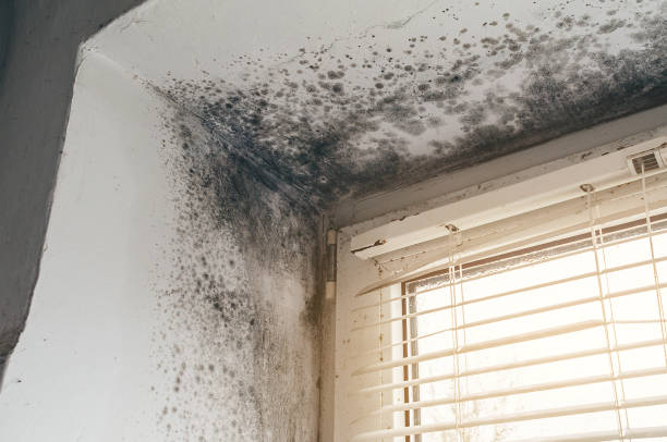 Affordable Basement Mold Removal solutions in Allendale, MI