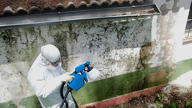 Top rated local Basement Mold Removal specialists in Allendale, MI